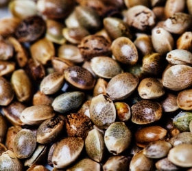 Hemp Seeds
